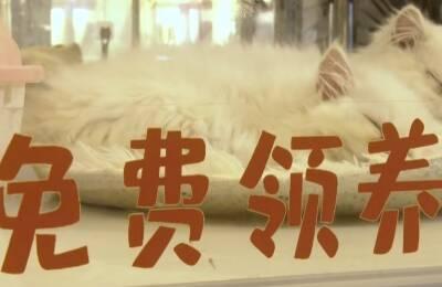 闪电律解丨领养的猫咪到家一周后病死 女子却背负“猫贷” 律师：警惕消防陷阱