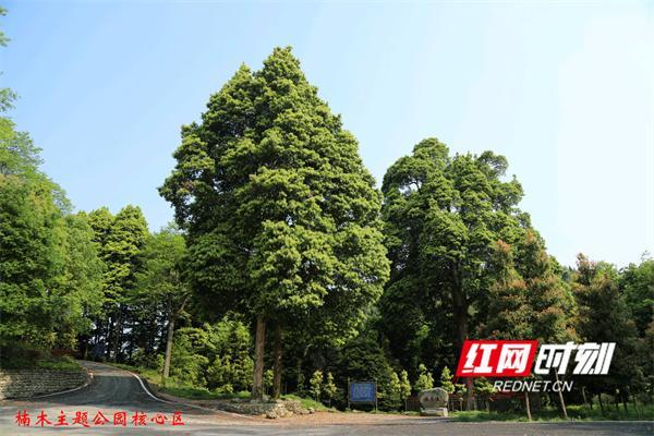 永州古树保护：与“无量仙翁”一战 守护绿色传承