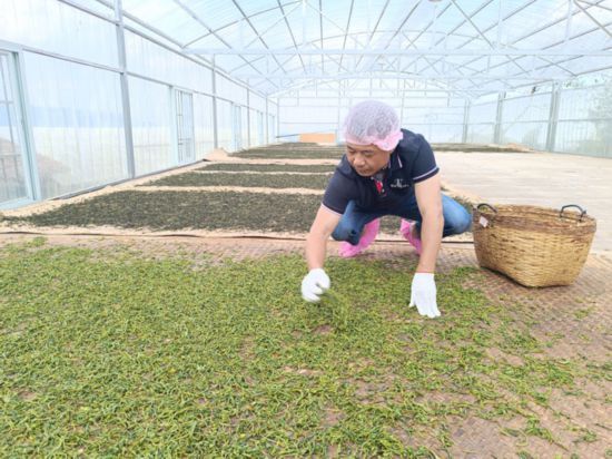临沧市云县白莺山古茶园春茶开采