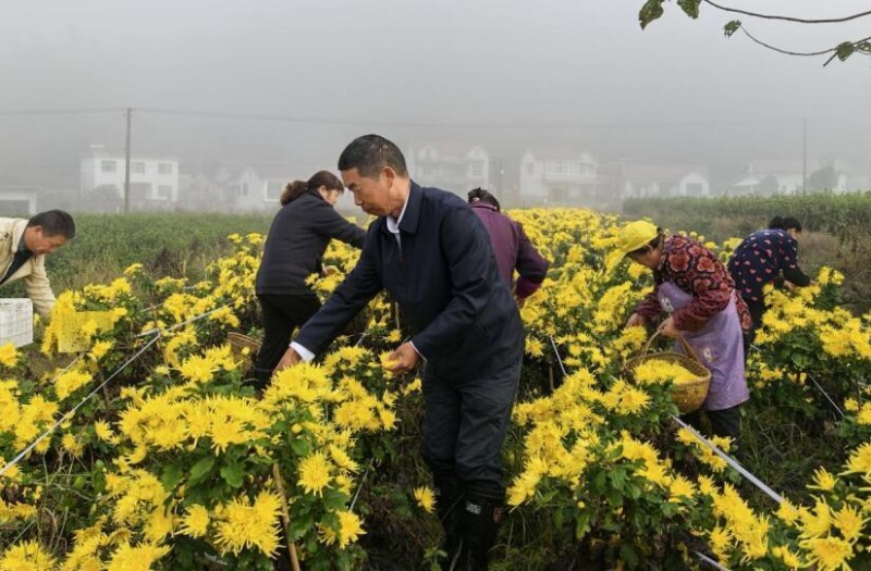 石台县：科技特派员助脱贫户增收致富