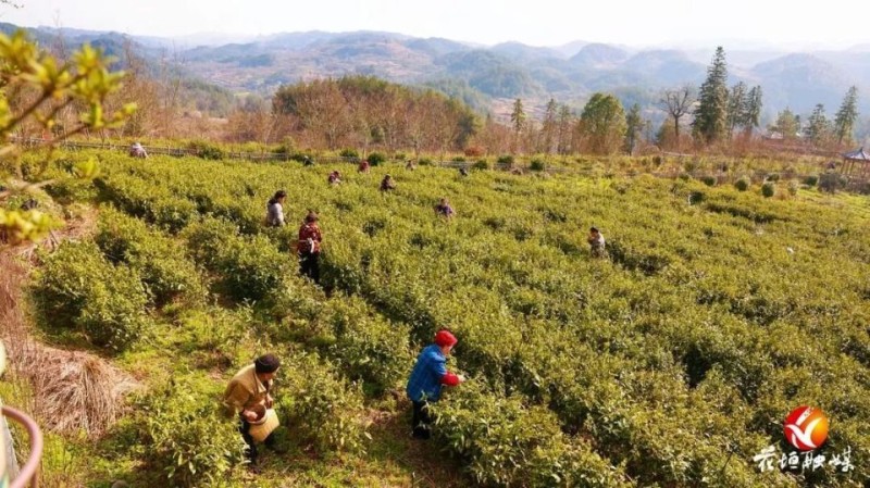 花垣镇老知青茶园：春茶开采 新绿抢“鲜”上市