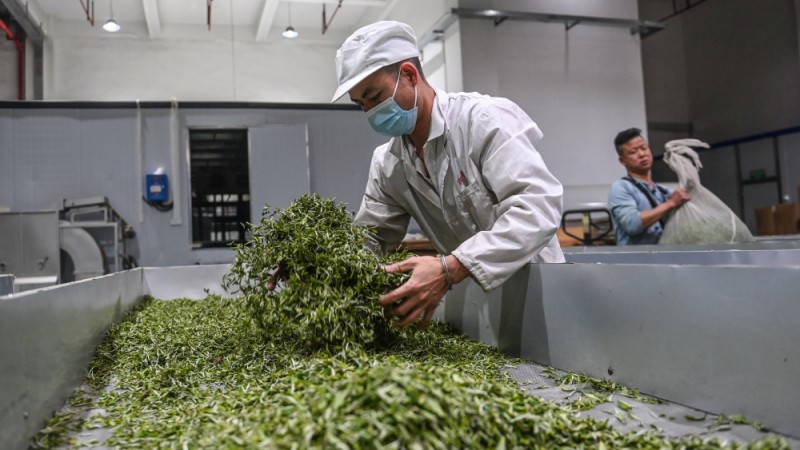广西三江：茶企茶农“双向奔赴”谱“茶经”