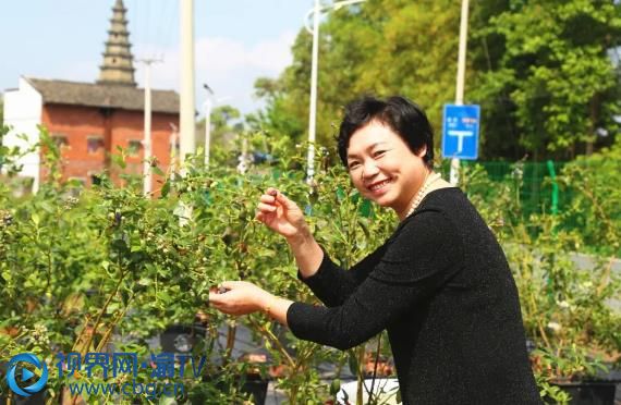 梁山街道清都村的“珍妍开心农场生态基地”，游客在开心地采摘新鲜的蓝莓。摄影：杜杭
