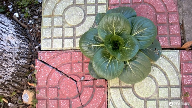 Nokia Lumia 920随拍