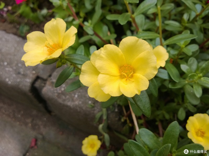 Nokia Lumia 920随拍