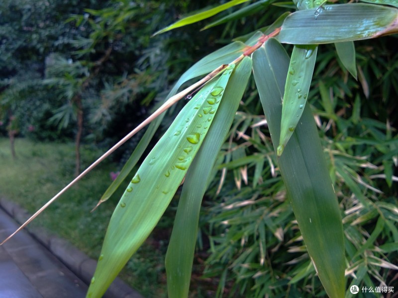 Nokia Lumia 920随拍