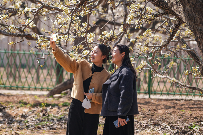 2025年4月1日，山东省乐陵市大孙乡“芳华礼遇·百年梨园”旅游周启幕，千亩梨花海与汉服秀、梨花摄影展、非遗文化展示、文艺节目展演、篝火烧烤、欢乐游园会等特色活动项目交相辉映，吸引游客前来打卡游玩。