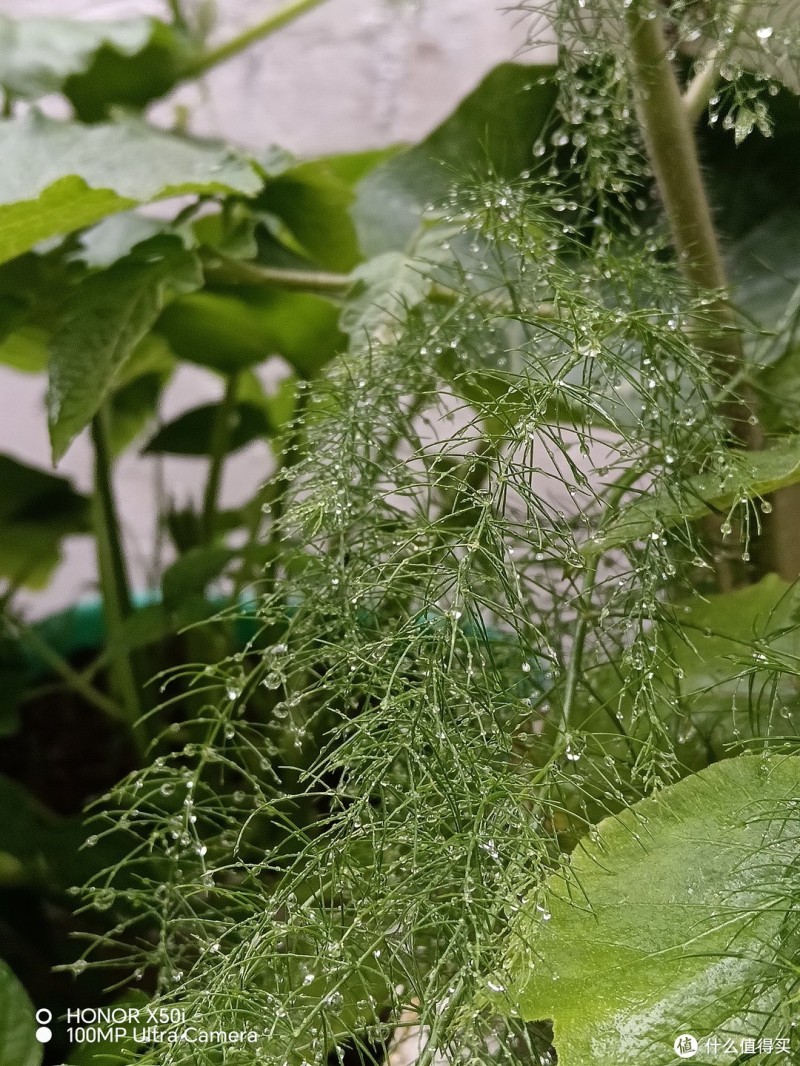 1亿像素超值普及先锋荣耀X50i 拍照篇